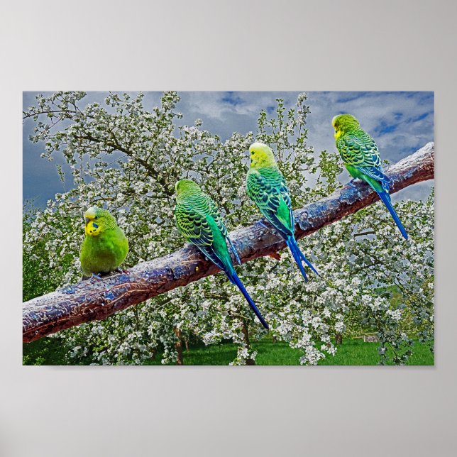 Birds - budgies poster (Front)