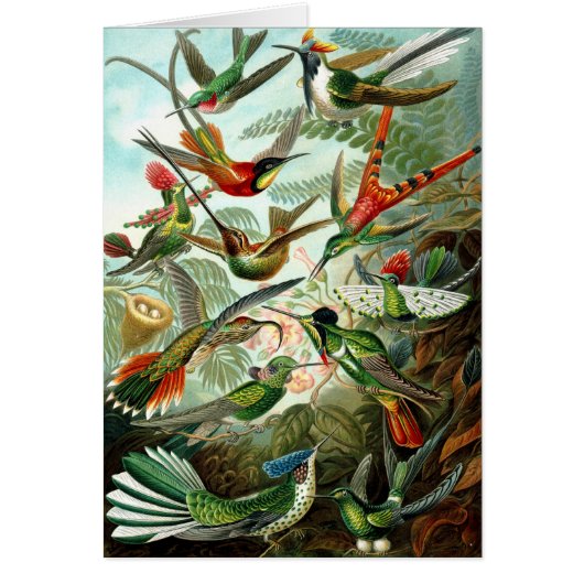 Birds by Ernst Haeckels Kunstformen - Vintage Art (Front)