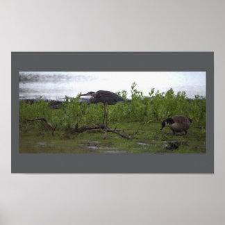 Birds by the Water Poster