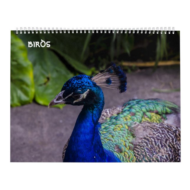 birds calendar (Cover)