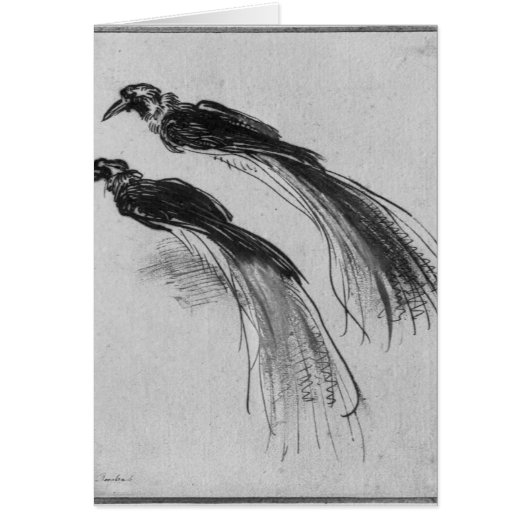 Birds Cards (Front)