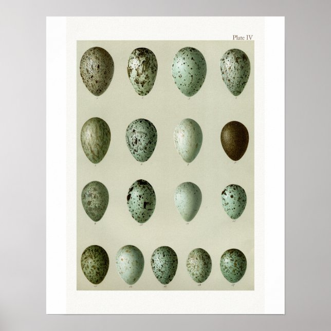 Birds Eggs Poster (Front)