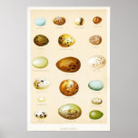 Birds Eggs Vintage Poster at Zazzle