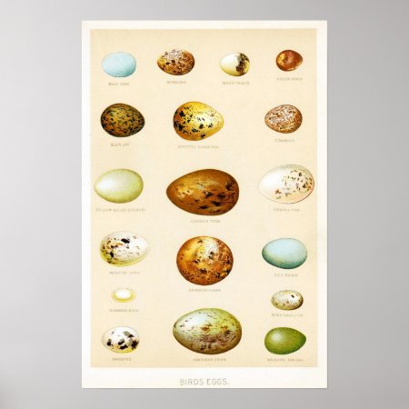 Birds Eggs Vintage Poster