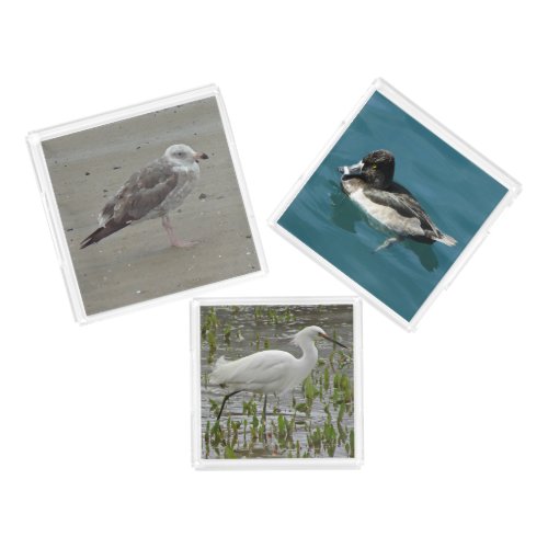 Birds Egret Duck Seagull Photo Animal Collection Acrylic Tray