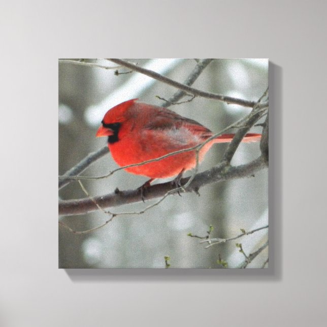 Bird's Eye View (Cardinal)Square Wrapped Canvas Print (Front)