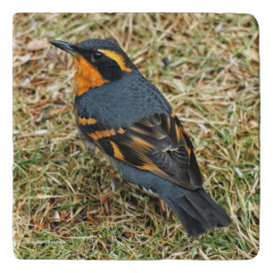 Bird's Eye View of a Varied Thrush Songbird Trivet