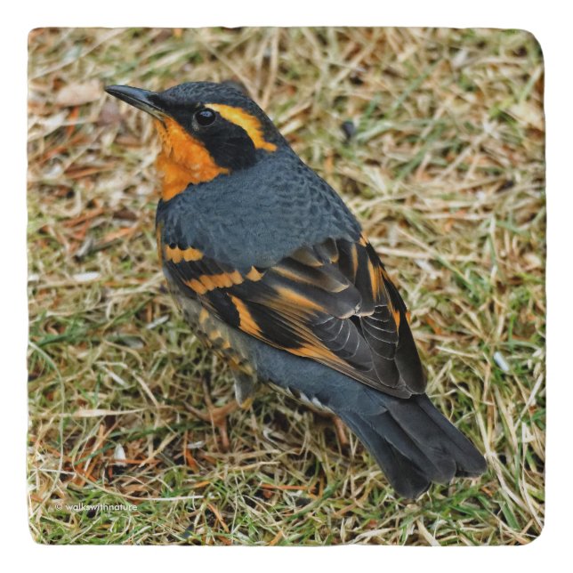 Bird's Eye View of a Varied Thrush Songbird Trivet (Front)
