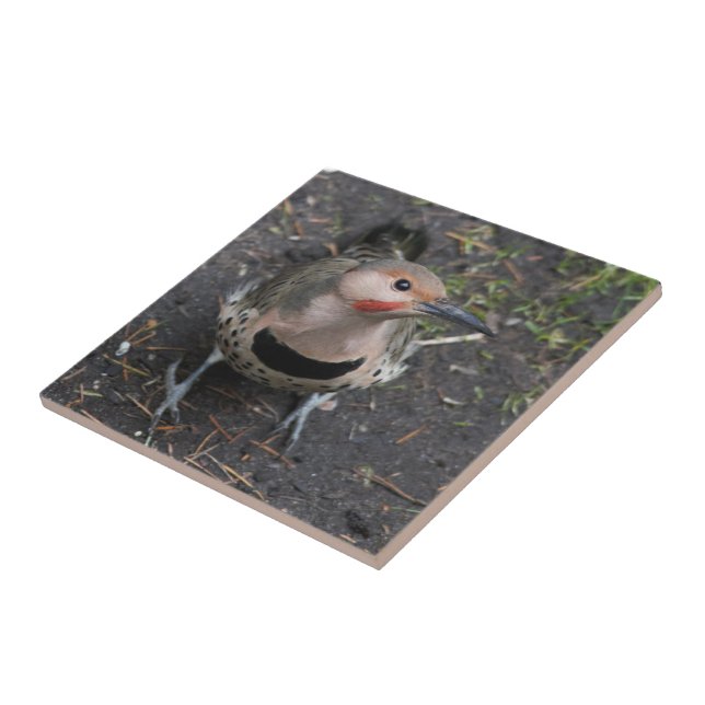 Bird's Eye View of Northern Flicker Woodpecker Ceramic Tile (Side)