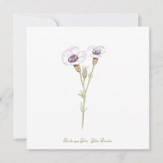 Bird's Eyes Gilia watercolor  Card