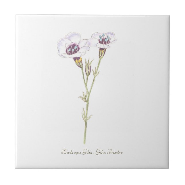 Bird's Eyes Gilia watercolor   Ceramic Tile (Front)