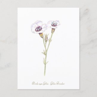 Bird's Eyes Gilia watercolor  Postcard