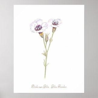 Bird's Eyes Gilia watercolor Poster
