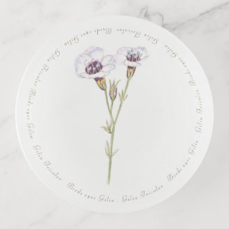 Bird's Eyes Gilia watercolor  Trinket Tray