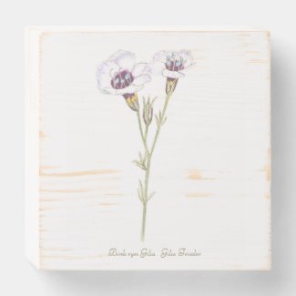 Bird's Eyes Gilia watercolor  Wooden Box Sign