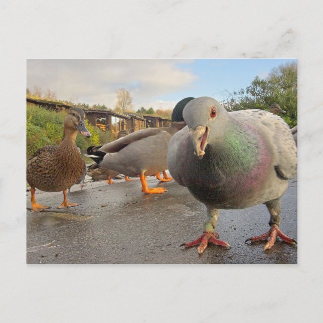 Birds Feeding Postcard (Front)