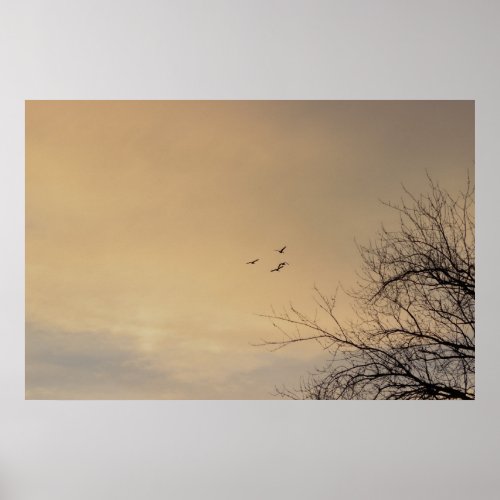 Birds flying at Sunset Poster