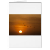 Birds flying in sunset (Front)