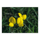 Birds-foot Trefoil (Front Horizontal)