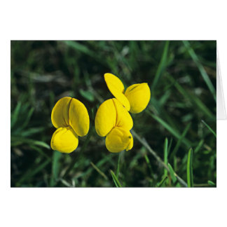 Birds-foot Trefoil Cards