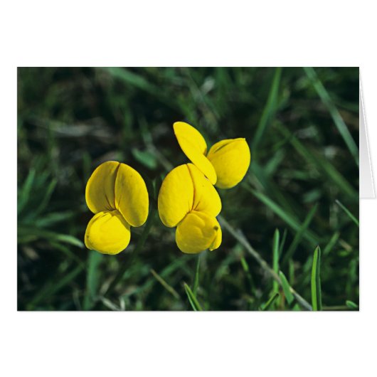 Birds-foot Trefoil Cards (Front Horizontal)