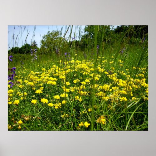 Birds_foot Trefoil Poster