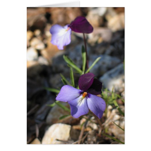 Bird's-Foot Violet Cards (Front)