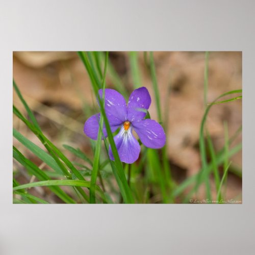 Birds Foot Violet in the Grass Poster