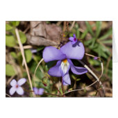 Birds-Foot Violet w/ Bluets (Front Horizontal)