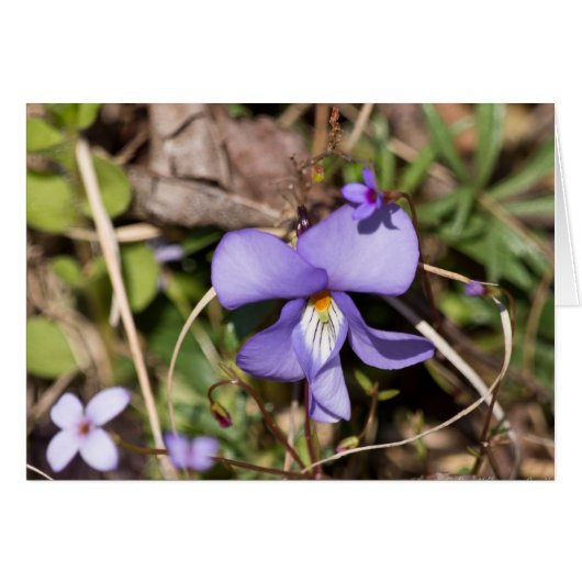 Birds-Foot Violet w/ Bluets Cards (Front Horizontal)