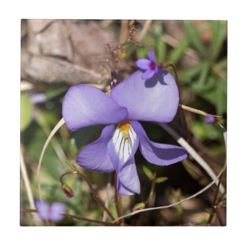 Birds_Foot Violet w Bluets Ceramic Tile