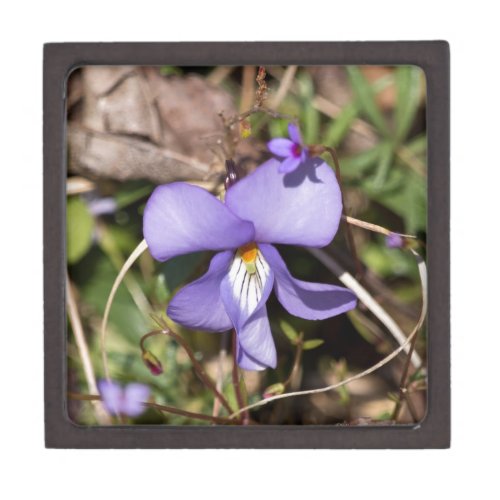 Birds_Foot Violet w Bluets Jewelry Box