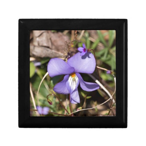 Birds_Foot Violet w Bluets Keepsake Box