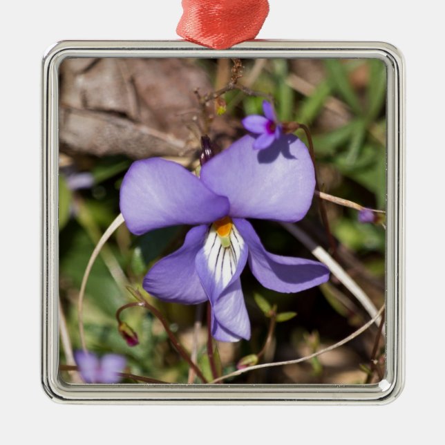 Birds-Foot Violet w/ Bluets Metal Ornament (Front)