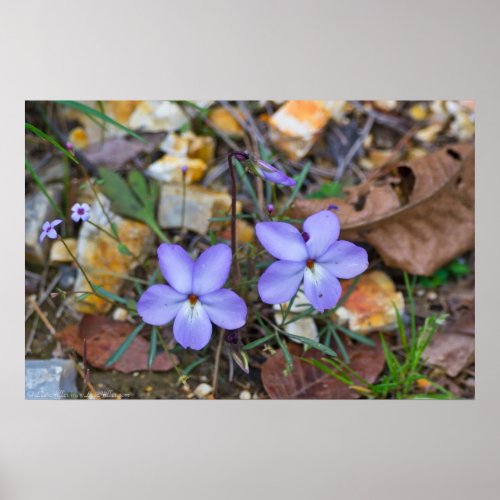 Birds Foot Violets rise through the Rocks Poster