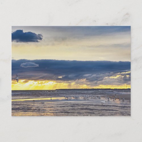 Birds Gather on a Florida Beach at Sunrise Postcard