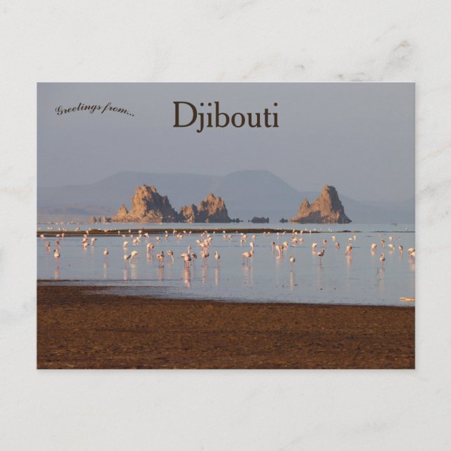Birds in Djibouti Postcard (Front)