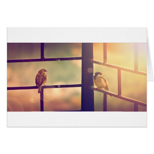 Birds in evening sun (Front Horizontal)