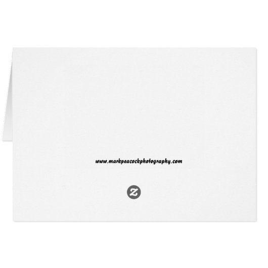 Birds in Flight (Back Horizontal)