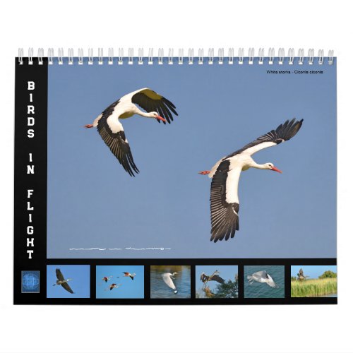 Birds in flight 12 month calendar