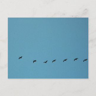 Birds in Flight Formation Beach Photography Postcard