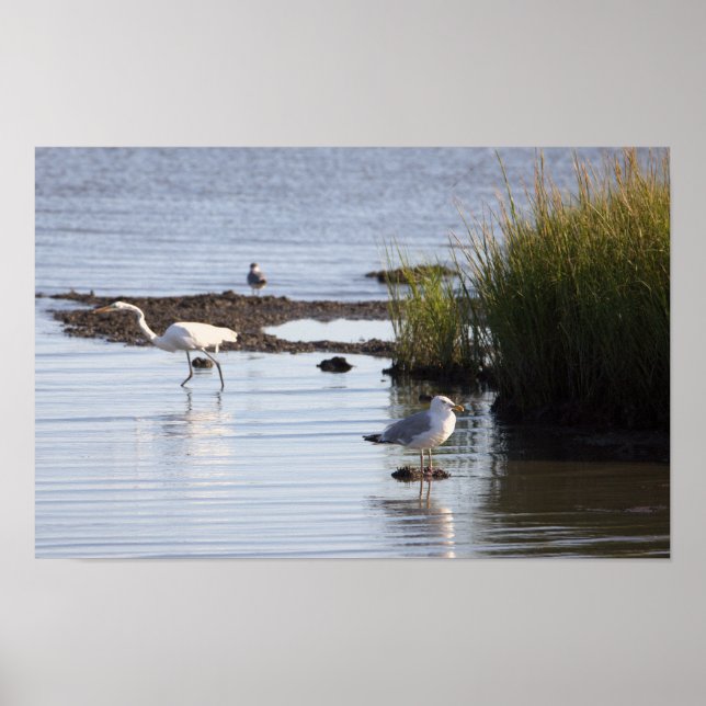 Birds in the Water Poster (Front)