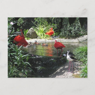 Birds in Water Postcard