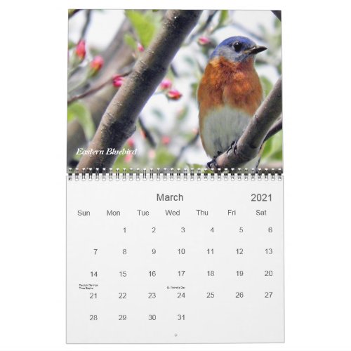 Birds in Your Backyard Photography Calendar
