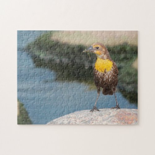 Birds Meadow Lark Jigsaw Puzzle