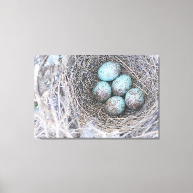 Bird's Nest Blue Eggs Nature Photography Canvas (Front)