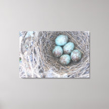 Bird's Nest Blue Eggs Nature Photography Canvas