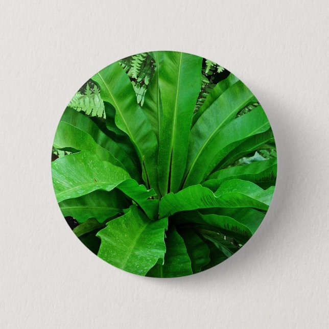 Bird's Nest Fern Pinback Button (Front)