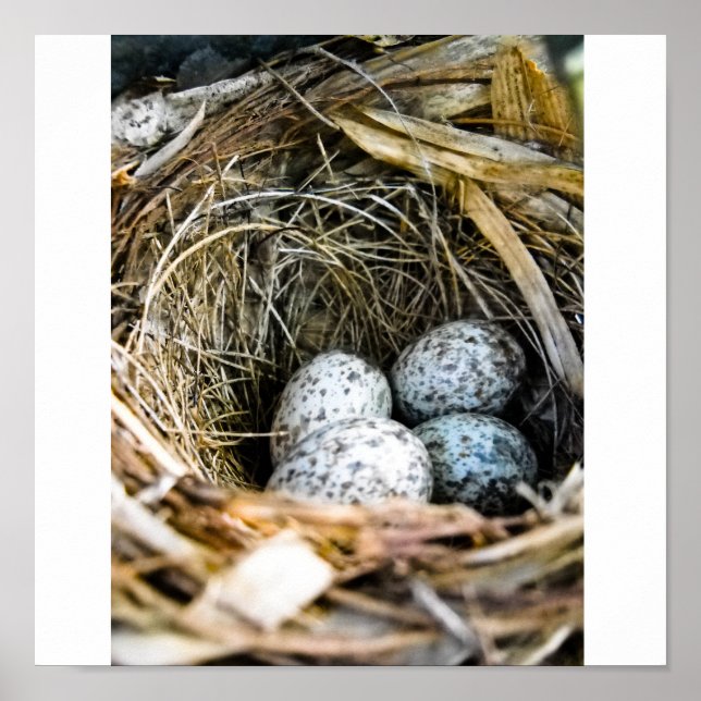 Birds nest poster (Front)