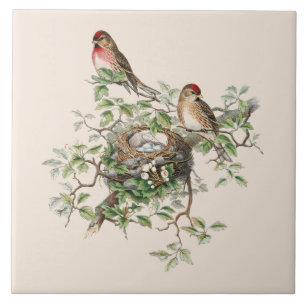 Birds Nesting Background Ceramic Tile